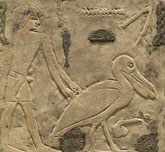 Pelikane werden in den Stall gef&uuml;hrt